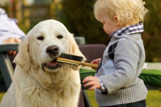 Little boy letting golden retriever chew a brush